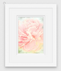 Peony Digital Painting - Fine Art Print, Frame, Canvas