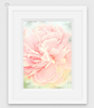Peony Digital Painting - Fine Art Print, Frame, Canvas
