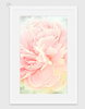 Peony Digital Painting - Fine Art Print, Frame, Canvas